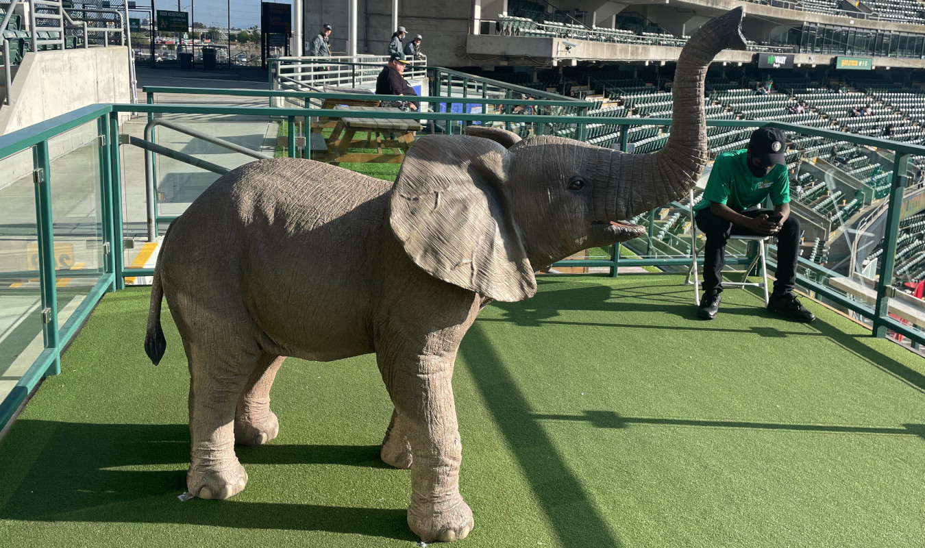 Oakland Coliseum elephant